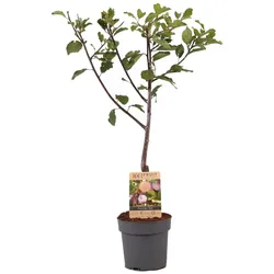 Plant in a Box - Pflaumenbaum - Prunus domestica 'Opal' - Höhe 90-100cm - Topf 21cm