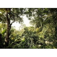 KOMAR Vliestapete Dschungel 350 x 250 cm