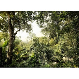 KOMAR Vliestapete Dschungel 350 x 250 cm