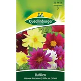 Quedlinburger Dahlie ''Mignon Mischung''