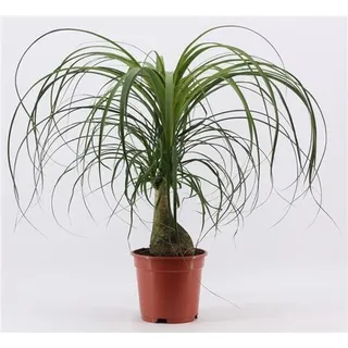 Elefantenfuß ca. 40 cm - Beaucarnea recurvata Flaschenbaum Wasserpalme - Zimmerpflanze pflegeleicht, luftreinigend, ideal für Wohnung & Büro