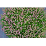 Pflanzen Für Dich Thymus praecox Purpurteppich Teppich-Thymian purpur, ca. 9x9 cm Topf