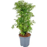 Bloomique - Polyscias Fruticosa - Aralie - Zimmerpflanzen - Luftreinigend - Tierfreundlich - Höhe 50-70 cm - Topf 17 cm