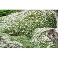 Pflanzen Für Dich Paronychia kapela ssp. serpyllifolia, Silberkraut, ca.