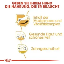 Royal Canin Jack Russell Adult 3 kg