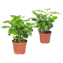Flowerbox Value Greens 2er-Set Coffea Arabica Exotische Kaffeepflanze für dein Zuhause ca. 15 cm Hoch Topf-Ø 9 cm