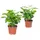Flowerbox Value Greens 2er-Set Coffea Arabica Exotische Kaffeepflanze für dein Zuhause ca. 15 cm Hoch Topf-Ø 9 cm