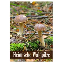 Calvendo Heimische Waldpilze (Wandkalender 2026 DIN A3 hoch), CALVENDO Monatskalender