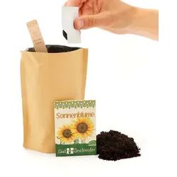 Die Stadtgärtner Minigarten - Sonnenblume
