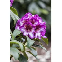 Pflanzen Für Dich Rhododendron Hybr. 'Hans Hachmann', Rhododendron, rot,