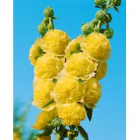 Pflanzen Für Dich Alcea rosea 'Pleniflora Chaters', Stockrose, gelb,