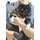 Dark Horse Comics,U.S. Cat + Crazy Volume 3