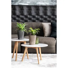 LECHUZA Deltini Komplettset 15 x 15 x 19 cm anthrazit metallic