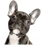 carstyling XXL Hermann Schütz Aufkleber Hund Französische Bulldogge 110 x 85 mm