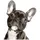 carstyling XXL Hermann Schütz Aufkleber Hund Französische Bulldogge 110 x 85 mm