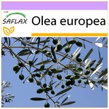 Saflax - Ölbaum - 20 Samen - Olea europea