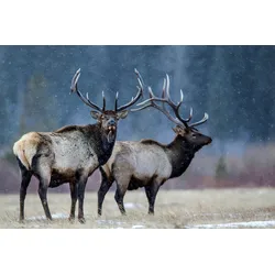 Fototapete PAPERMOON "Photo-Art VERDON, ERSTER SCHNEE", bunt, B:5,00m L:2,80m, Vlies, Tapeten
