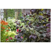 Pflanzen Für Dich Corylus maxima 'Red Majestic' -S-, Purpur-Hasel,