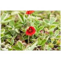Pflanzen Für Dich Potentilla atrosanguinea, Fingerstrauch, ca. 9x9 cm