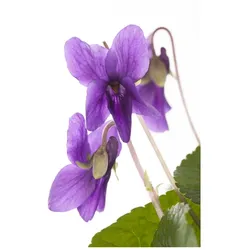 Viola odorata 'Königin Charlotte', Duftveilchen, violett, ca. 9x9 cm Topf