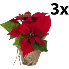 Bambelaa! Weihnachtsstern rot 3 Stück