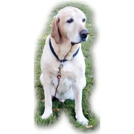 Kerbl Hundeauslauf-System (4 mm + Führleine 3m + Zugentlastungfarben - Silber - Einheitsgröße