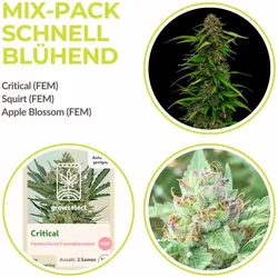 Mix Pack Schnell Blühend | Feminisiert | 9 Samen