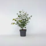 Plant in a Box - Japanischer Ahorn - Acer palmatum 'Little Princess' - Höhe 45-55cm - Topf 19cm