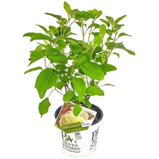 Bloomique - Hydrangea Strong Annabelle - Hortensie - Weiß - Gartenpflanzen - Winterhart - Höhe 40-50 cm - Topf 19 cm