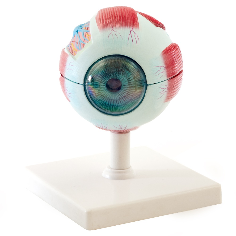 Anatomisches Augenmodell 3-fach vergrößert mit Muskelansatzen und Sehnerv HeineS...
