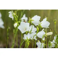 Pflanzen Für Dich Campanula persicif.'Grandiflora Alba' p 0,5