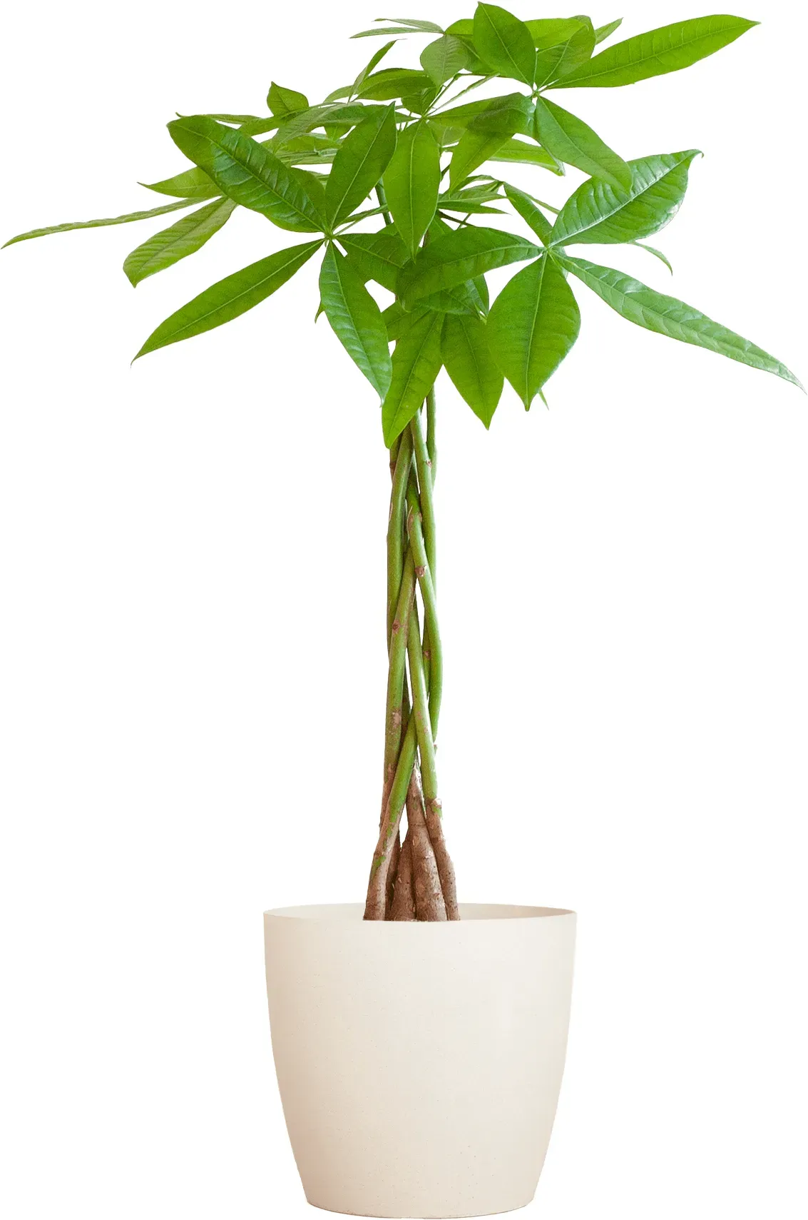 Everspring Zimmerpflanze mit Bio Viber Topf, Ø21 cm, 80 cm hoch – Pachira Aquatica (Geldbaum) | e-Flora