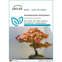 SAFLAX - Bonsai - Amerikanischer Amberbaum - 100 Samen