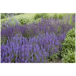 Salvia nemorosa 'Wesuwe', Steppensalbei, violett, ca. 9x9 cm Topf