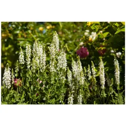 Salvia nemorosa 'Schneehügel', Steppensalbei, weiß, ca. 9x9 cm Topf