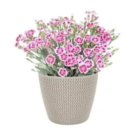 Prosperplast Splofy Ø 19 x 16 cm Strick-Optik