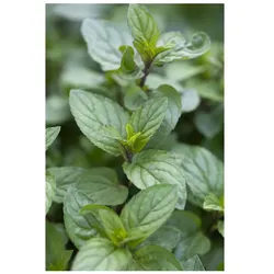 Mentha x piperita 'Chocolate', Schokoladenminze, ca. 9x9 cm Topf