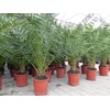 4 Stück Palme 90-120 cm, Phoenix canariensis, kanarische Dattelpalme, kräftige Palmen, keine Jungpflanzen