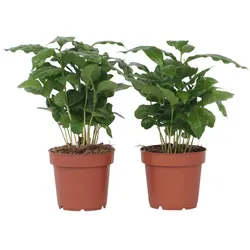 Plant in a Box Arabica-Kaffee - Coffea arabica 2er Set Höhe 25-40cm