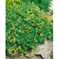 Pflanzen Für Dich Alchemilla alpina, Alpen-Frauenmantel, ca. 9x9 cm