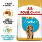 Royal Canin Cocker Junior 3 kg