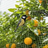 Vogelnetz Vogelschutznetz 6x10m,Teichnetz,Taubennetz Balkon, Hühnernetz, Pflanzennetz, Vogelschutznetz Engmaschig, Gartennetz Obstbaumnetz für Teich, Balkon, Erdbeer, Löcher 2x2cm