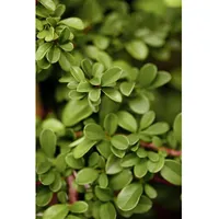 Pflanzen Für Dich Cotoneaster radicans Eichholz Kriechmispel, immergrün, ca.