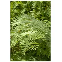 Pflanzen Für Dich Osmunda regalis, Königsfarn, ca. 9x9 cm