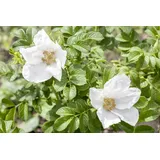 Pflanzen Für Dich Rosa rugosa 'Alba', Kartoffelrose, weiß, 30–40 cm