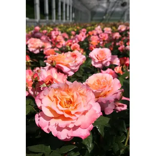 Edelrose Augusta Luise in champagner-rosé bis pfirsich - Duftrose winterhart - Rosen-Blüte in champagner-rosé bis pfirsich - Rose sehr stark duftend im 5 Liter Container von Garten Schlüter - Pflanzen