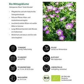 Dehner Bio Stauden-Set 12-teilig, Rosa, Weiß