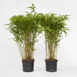 Plant in a Box - Bambus - 2 Stk - Fargesia nitida 'Gansu' - Höhe 50-70cm - Topf 17cm