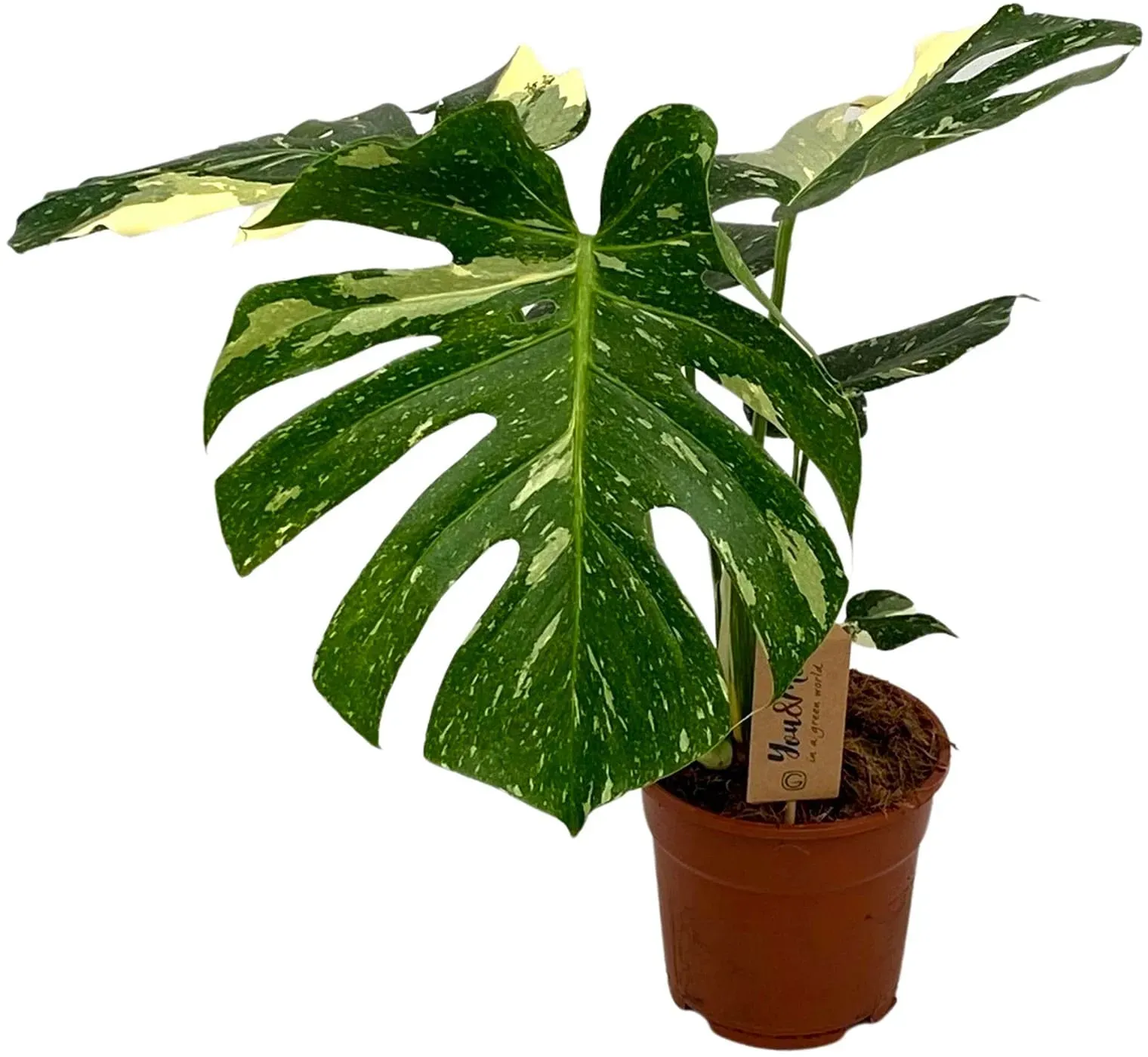 Fensterblatt - Monstera Variegata, Höhe ~ 60 cm, Ø17 cm Topf, 1 Pflanze