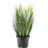 Europalms Federgras, weiß, 60cm